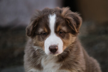 Smart look of young dog. Portrait of Australian Shepherd puppy red tricolor. Thoroughbred dog Aussi is very cute and beautiful closeup.