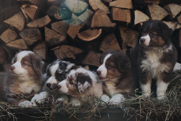Litter of Australian Shepherd puppies. To raise dogs in village in fresh air. Hay and logs in background. Five aussie puppies red and blue merle and tricolor.