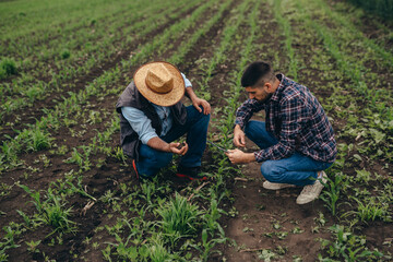people examine corn plant outdoor in field