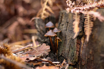 Small brown mushrooms on a old trunk