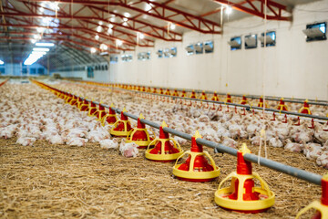 indoor poultry farm. small chicken eating © cherryandbees