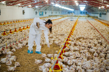 veterinarian examine chicken in farm © cherryandbees