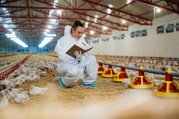 veterinarian examine chicken in farm © cherryandbees