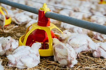 small chicken eating from feeder in farm