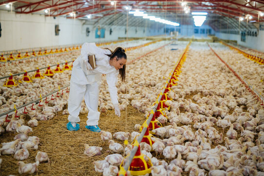 veterinarian examine chicken in farm