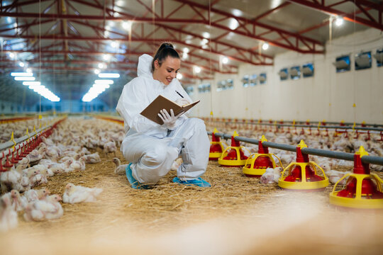 Veterinarian Examine Chicken In Farm