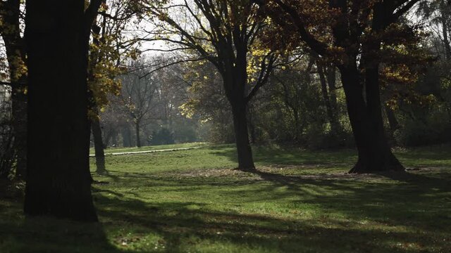 Sunny autumn fall day in Berlin Public Park Hasenheide. Colourful Leaves are slowly falling from the trees. Beautiful backlight