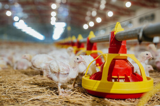 small chicken eating from feeder in farm