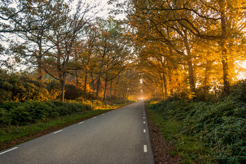 Fototapeta na wymiar Trees in autumn colors along the road with sunny grazing light through the trees, near the village of Olst, province of Overijssel, Netherlands