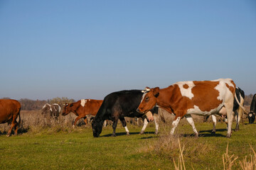 Herd of cows on an autumn pasture. Closing of the grazing season.