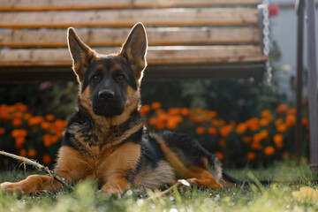 Beautiful young German Shepherd dog lies on the lawn near the house