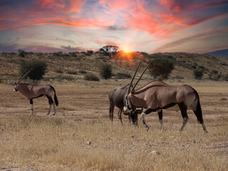 oryx herd