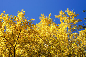 Fototapeta premium 秋の黄色いイチョウ