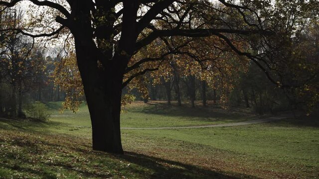 Sunny autumn fall day in Berlin Public Park Hasenheide. Colourful Leaves are slowly falling from the trees. Beautiful backlight