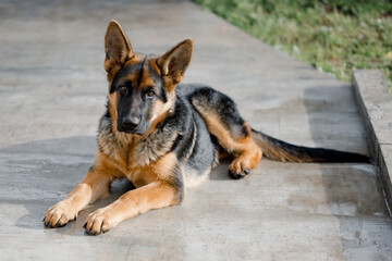 Beautiful cute German Shepherd was lying on the path near the house