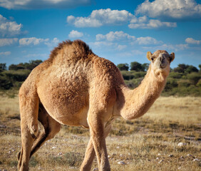 walking camel