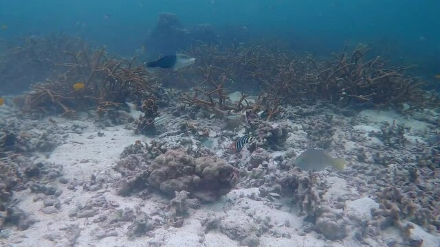 Under water film several different tropical fish hovering over sand and corals - The Gulf of Thailand in 4K RES