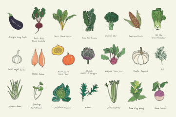 Vegetables healthy food vector illustrations set