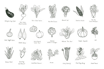 Vegetables healthy food line vector illustrations set