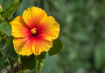A hibiscus flower with orange and yellow Color