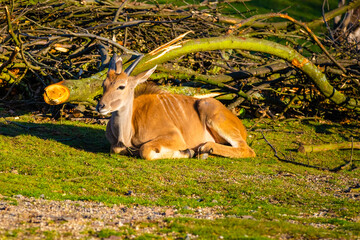 deer in the grass