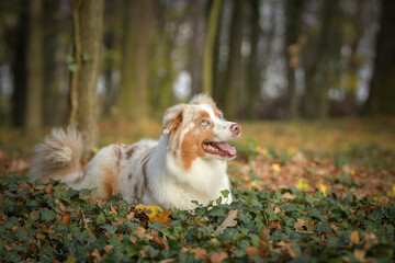 Australian shepherd is lying in the leaves in the forest. Autumn photoshooting in park.