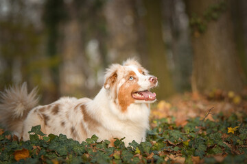 Australian shepherd is lying in the leaves in the forest. Autumn photoshooting in park.