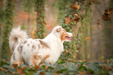 Australian shepherd is standing in the leaves in the forest. Autumn photoshooting in park.