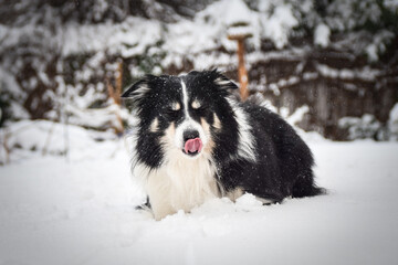Tricolor border collie is lying on the field in the snow. He is so fluffy dog.