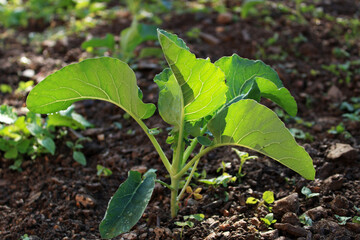 green plant growing in garden. 