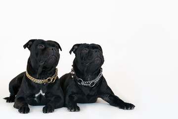 Two dogs of staffordshire bull terrier breed, of black color, lying down on white background and synchronously looks up. Mockup for any text or picture. Funny faces  with smart expression. Copy space.