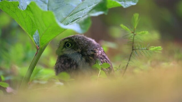 Little cute tawny owl or brown owl (Strix aluco) sitting on the ground hidden under a leaf and looking around.