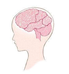 人の頭と脳の構造　文字なし