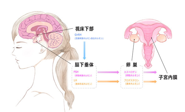 若い女性の脳と子宮とホルモンの仕組み