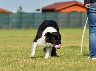 Dog is running on the field. He is so happy outside. Summer photo of nature with dog.