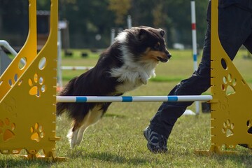 Sheltie is jumping over the hurdles. Amazing day on czech agility privat training
