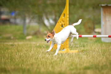 Jack russel terier is jumping over the hurdles. Amazing day on czech agility privat training