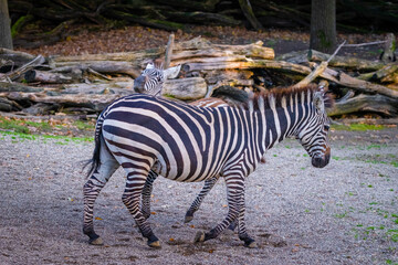 zebra in the zoo