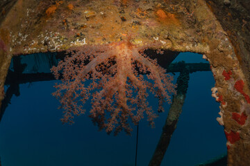 Coral reef and water plants in the Red Sea, Eilat Israel
