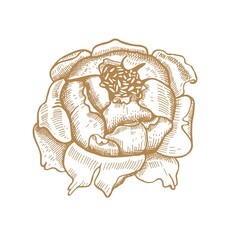 Peony flower. Opened flower. Vector illustration. Sketch graphics.