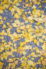 秋の黄色いイチョウ