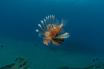 Lion fish in the Red Sea colorful fish, Eilat Israel
