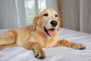 Naklejka na ściany i meble Golden retriever pure breed puppy dog on bed in house or hotel.