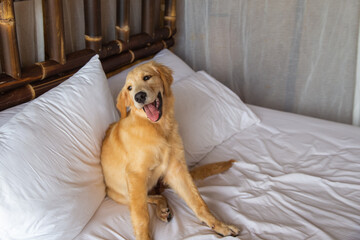 Golden retriever pure breed puppy dog on bed in house or hotel. - obrazy, fototapety, plakaty