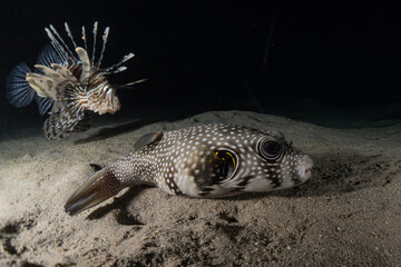 Fish swim in the Red Sea, colorful fish, Eilat Israel
