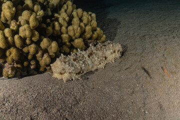 Sea cucumber in the Red Sea Colorful and beautiful, Eilat Israel
