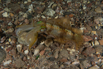 Squid in the Red Sea Colorful and beautiful, Eilat Israel

