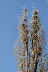 Crows' Nests. The wind sways Tall poplar trees with many birds'