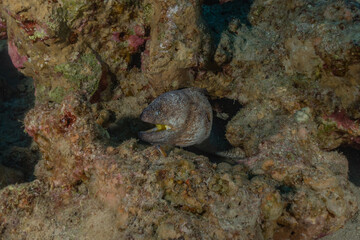 Moray eel Mooray lycodontis undulatus in the Red Sea, Eilat Israel
