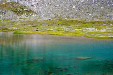 Naklejka premium mountain lake with cottongrass in Val Maighels, Surselva
